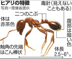 ヒアリ 対策 予防 対処法 見分け方