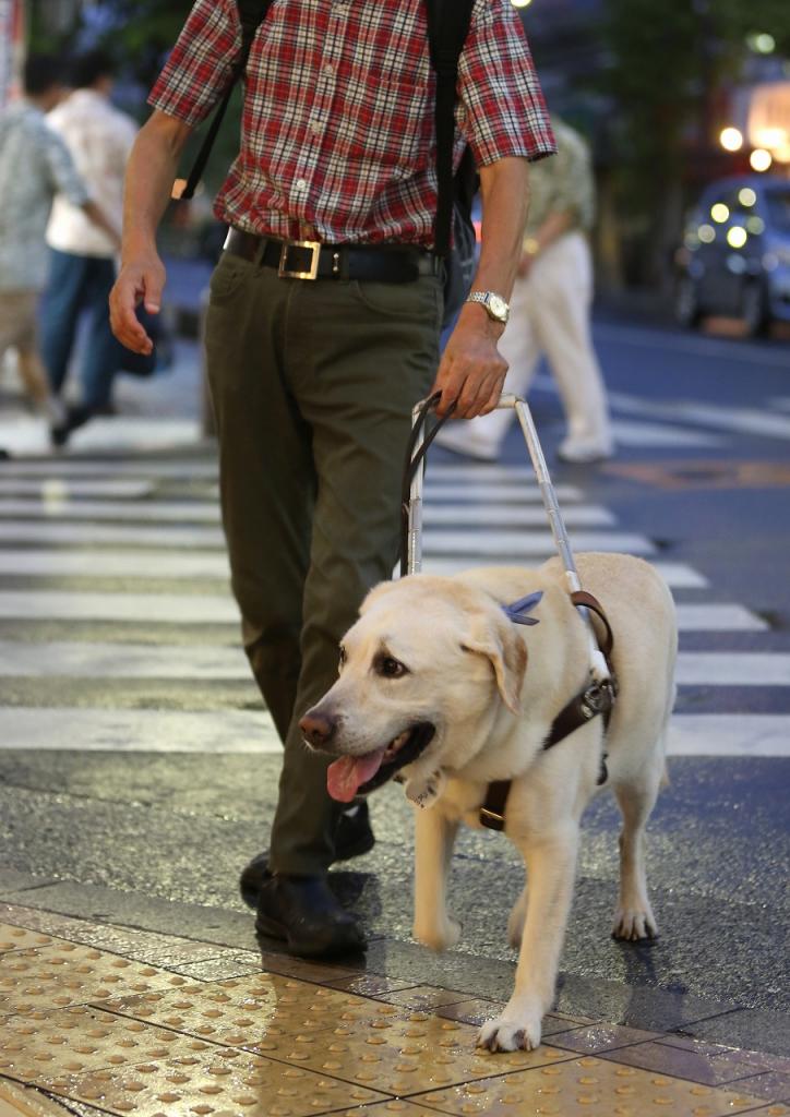 埼玉　盲導犬　オスカー　傷つける　事件　目撃情報　寄付　方法　犯人