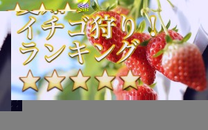 イチゴ狩り　いちご　愛知県　予約　スポット　人気　ランキング　口コミ