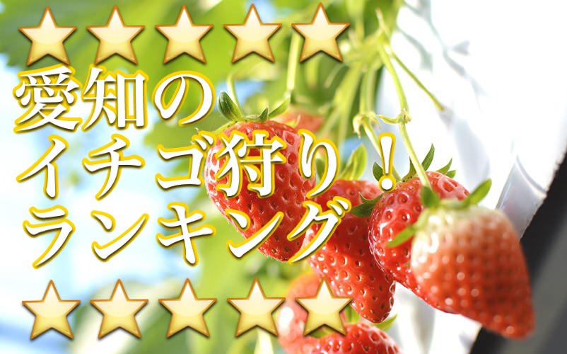 愛知県のイチゴ狩りのおすすめランキング！予約なしOKのスポットについても