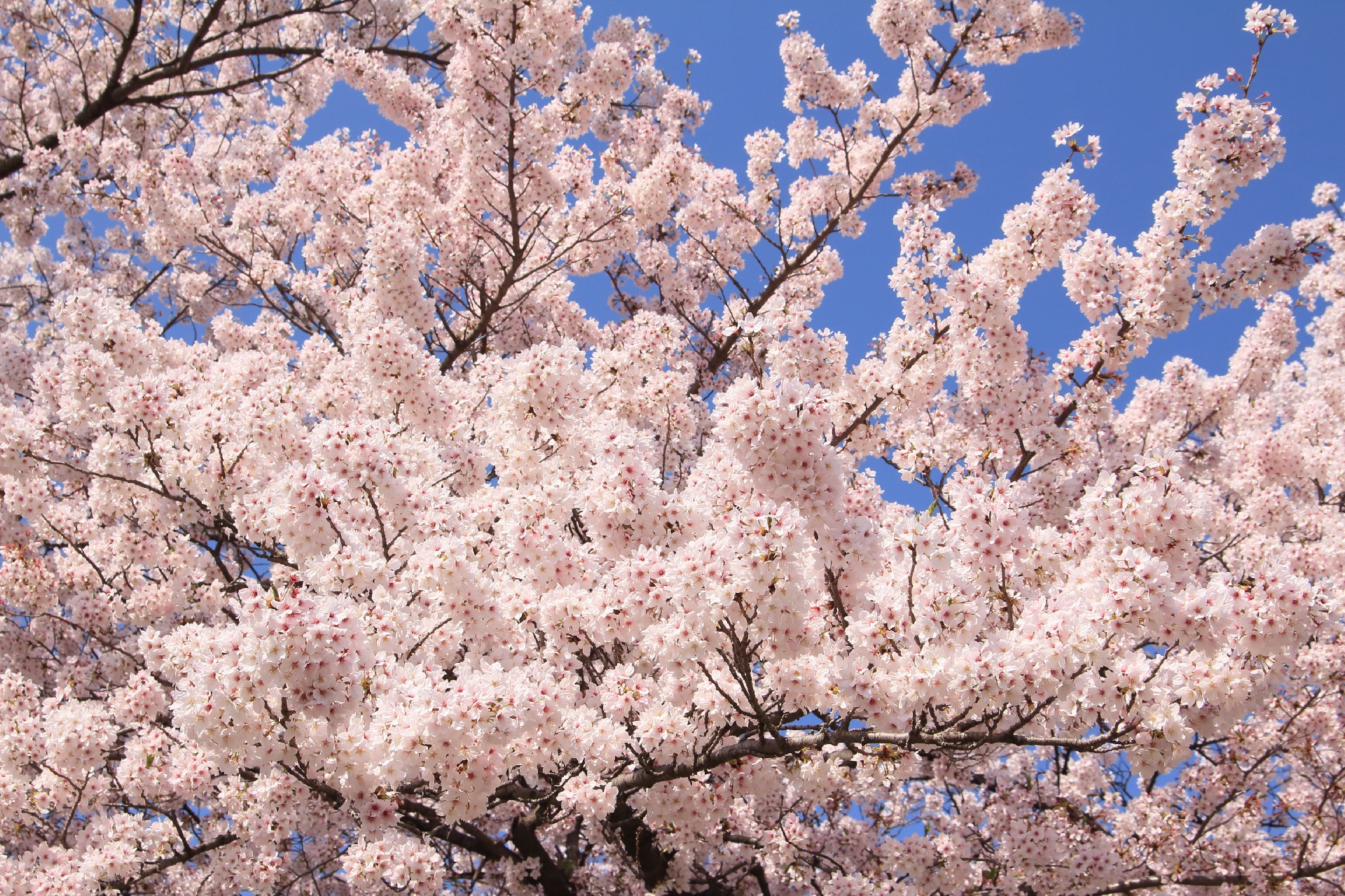 大阪のお花見ができるお店やカフェ５選 室内から夜桜も楽しめる